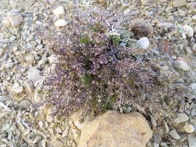 Trichogalium corymbosum, photographed by Humber Alberto