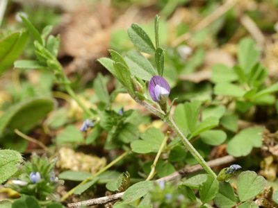 Vicia lathyroides, photographed by Alexis Tinker-Tsavalas