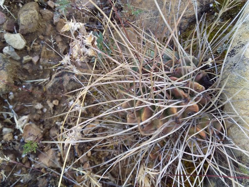 Lobivia pentlandii, photographed by Humber Alberto