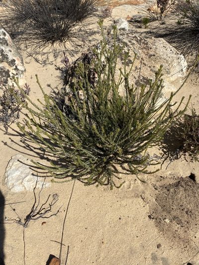 Phylica odorata, photographed by Dave U