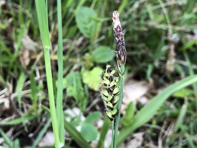 Carex panicea, photographed by Jason Grant