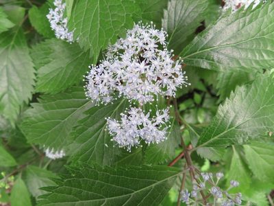 Hydrangea hirta, photographed by Marco Mussita