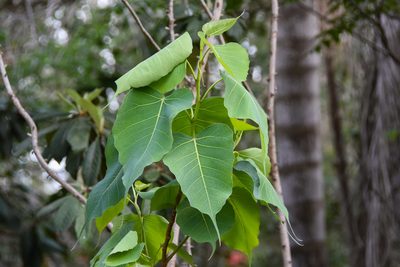 Ficus religiosa, photographed by Jay Pruett