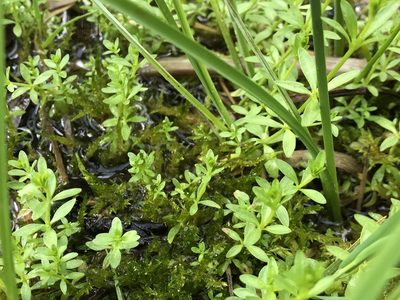Hydrogalium elongatum, photographed by Jason Grant