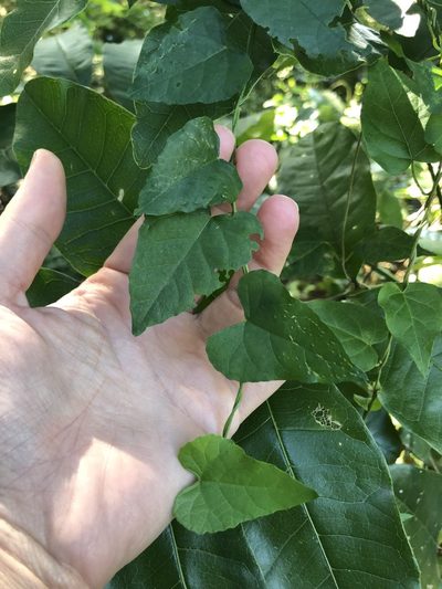 Cissus fragilis, photographed by Sunčana Bradley