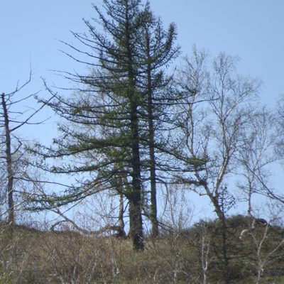 Larix sibirica, photographed by Дарья Орлова