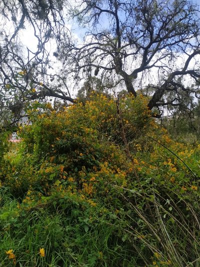 Tropaeolum seemannii, photographed by Mariela Nicole Crespo Carrazana