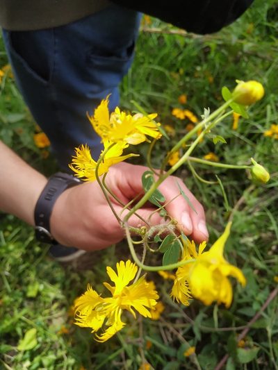 Tropaeolum seemannii, photographed by Mariela Nicole Crespo Carrazana