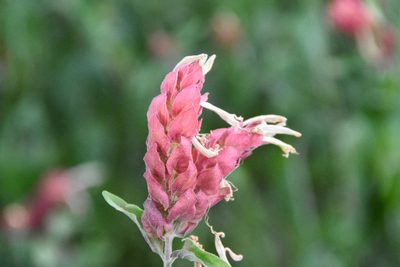 Justicia brandegeeana, photographed by Jay Pruett