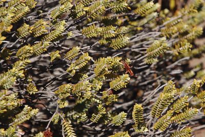 Penaea sarcocolla, photographed by Tony Rebelo