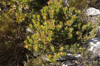 Leucadendron sessile, photographed by Tony Rebelo
