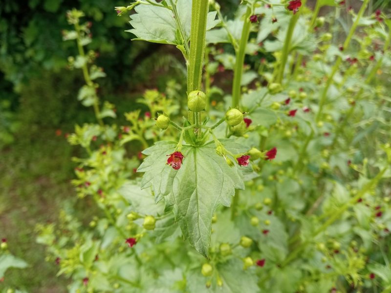 Scrophularia peregrina, photographed by Josep Gesti