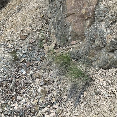 Pseudoroegneria spicata, photographed by Daryl Nolan