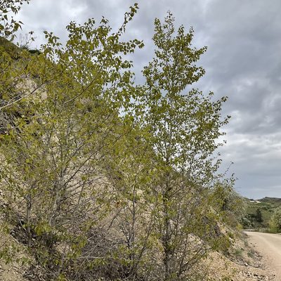 Populus trichocarpa, photographed by Daryl Nolan