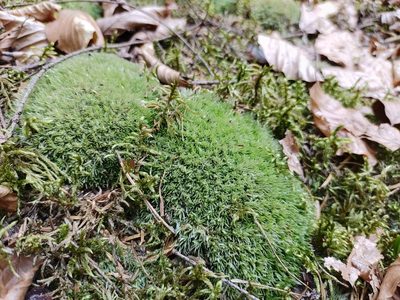 Leucobryum glaucum, photographed by aga_l_