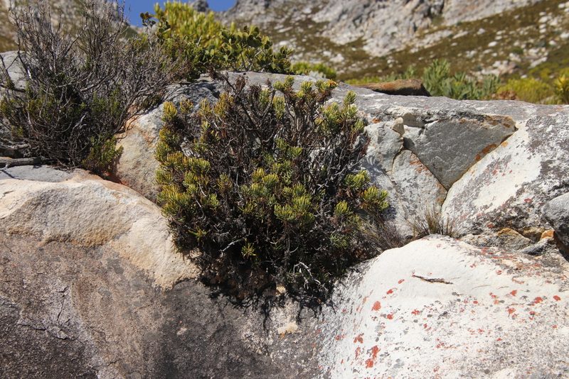Heterolepis aliena, photographed by Tony Rebelo