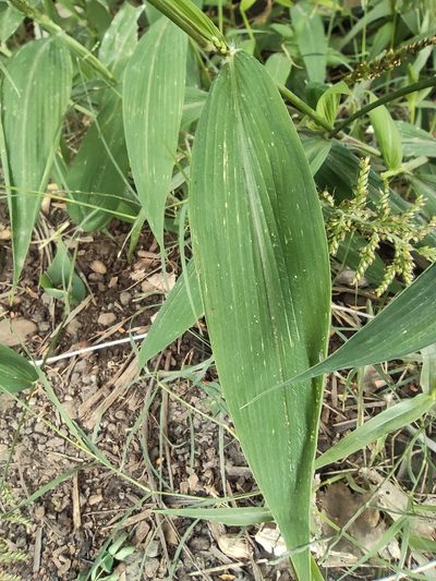 Setaria barbata, photographed by Augustin Soulard