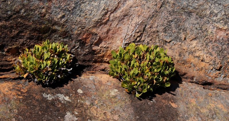 Centella triloba, photographed by Tony Rebelo