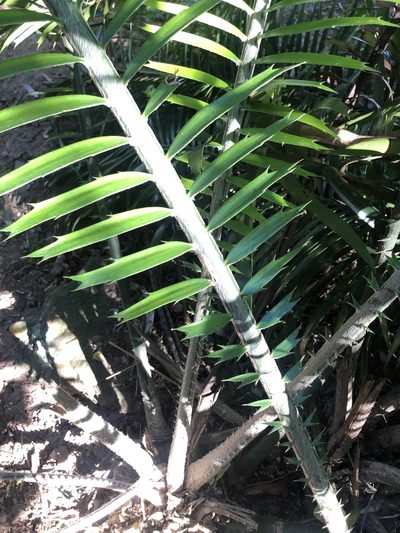 Encephalartos villosus, photographed by Sunčana Bradley