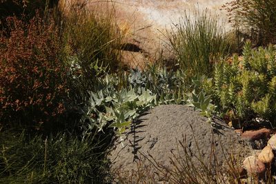 Leucospermum cordatum, photographed by Tony Rebelo