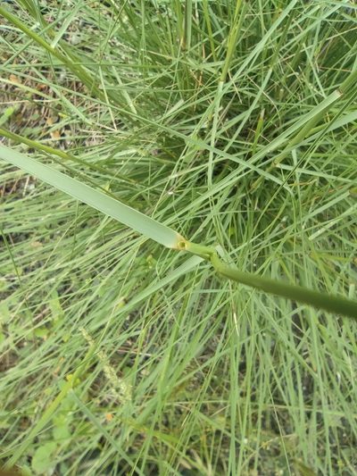 Aristida setacea, photographed by Augustin Soulard
