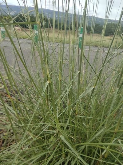 Aristida setacea, photographed by Augustin Soulard