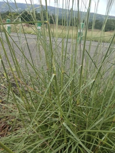Aristida setacea, photographed by Augustin Soulard