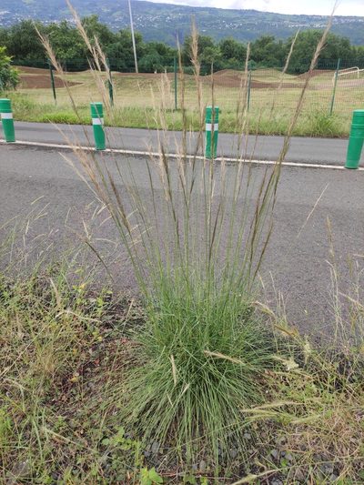 Aristida setacea, photographed by Augustin Soulard