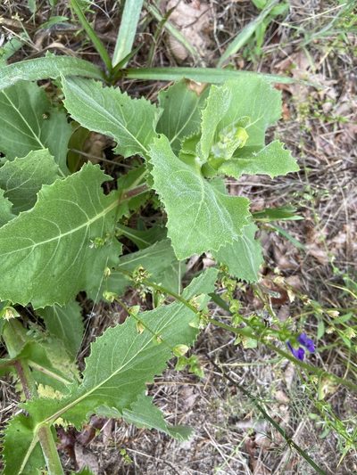 Tetragonotheca ludoviciana, photographed by Blake Bringhurst