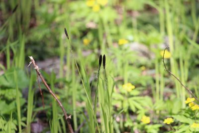 Carex pilosa, photographed by Татьяна Шатрова