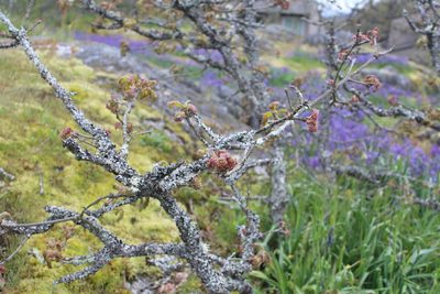 Quercus garryana, photographed by Michelle Norcéide