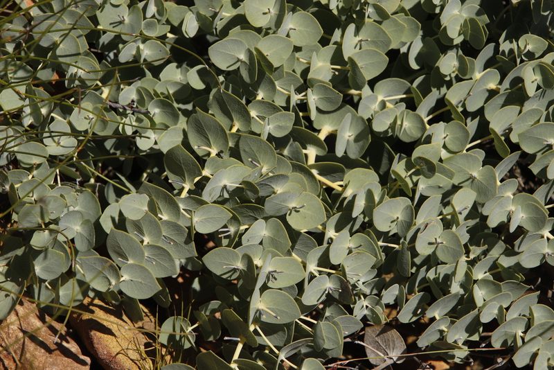 Rafnia acuminata, photographed by Tony Rebelo