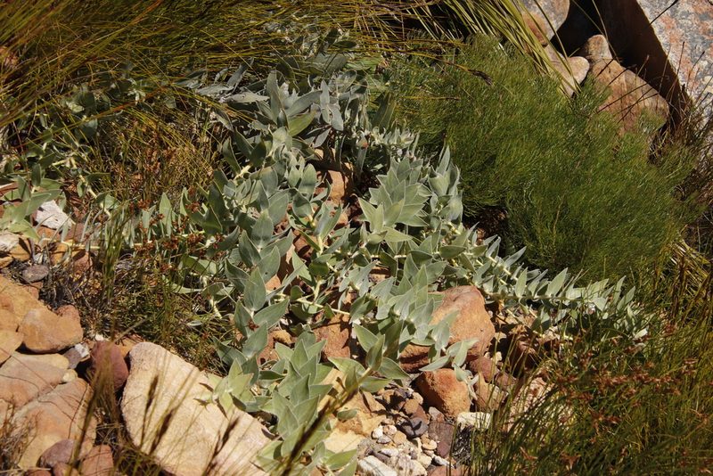 Leucospermum cordatum, photographed by Tony Rebelo