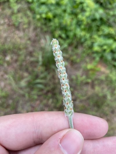 Plantago wrightiana, photographed by Blake Bringhurst