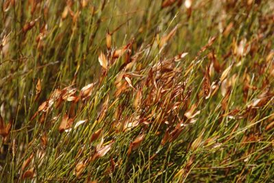 Willdenowia glomerata, photographed by Tony Rebelo