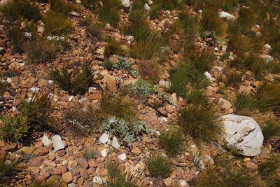Leucospermum cordatum, photographed by Tony Rebelo