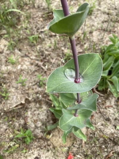 Penstemon murrayanus, photographed by Blake Bringhurst