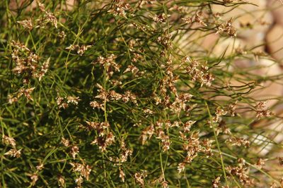 Mastersiella digitata, photographed by Tony Rebelo