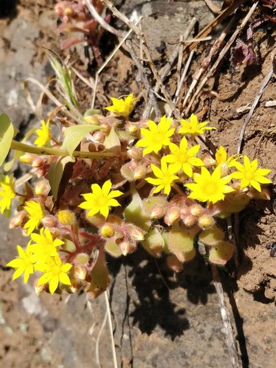Aichryson villosum, photographed by Vítor Jorge
