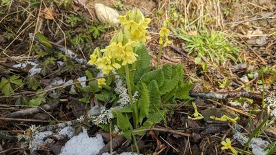 Primula elatior, photographed by Charlotte Kirchner