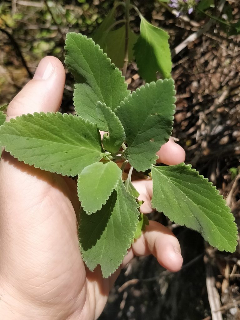 Teucrium betonicum, photographed by Vítor Jorge