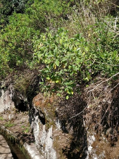 Teucrium betonicum, photographed by Vítor Jorge