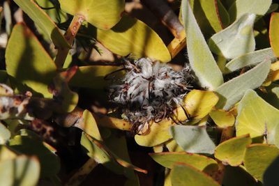 Leucospermum cordatum, photographed by Tony Rebelo