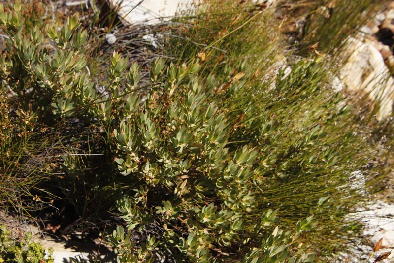 Leucadendron sessile, photographed by Tony Rebelo