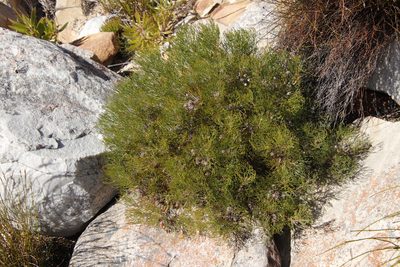 Serruria fasciflora, photographed by Tony Rebelo