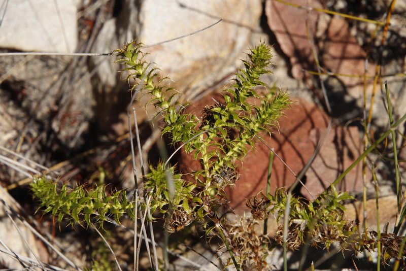 Cullumia setosa, photographed by Tony Rebelo