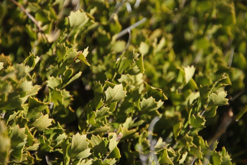 Searsia cuneifolia, photographed by Tony Rebelo