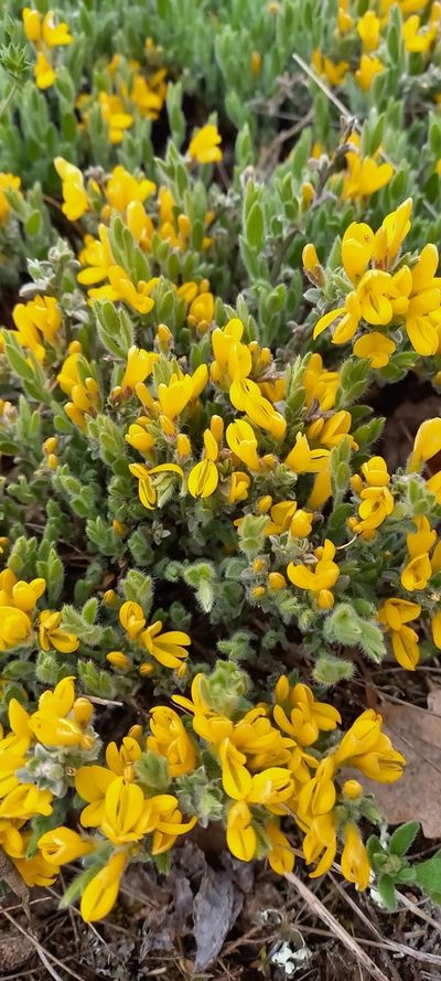 Genista albida, photographed by Николай Крылов