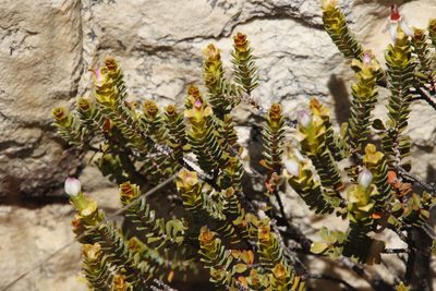 Penaea sarcocolla, photographed by Tony Rebelo