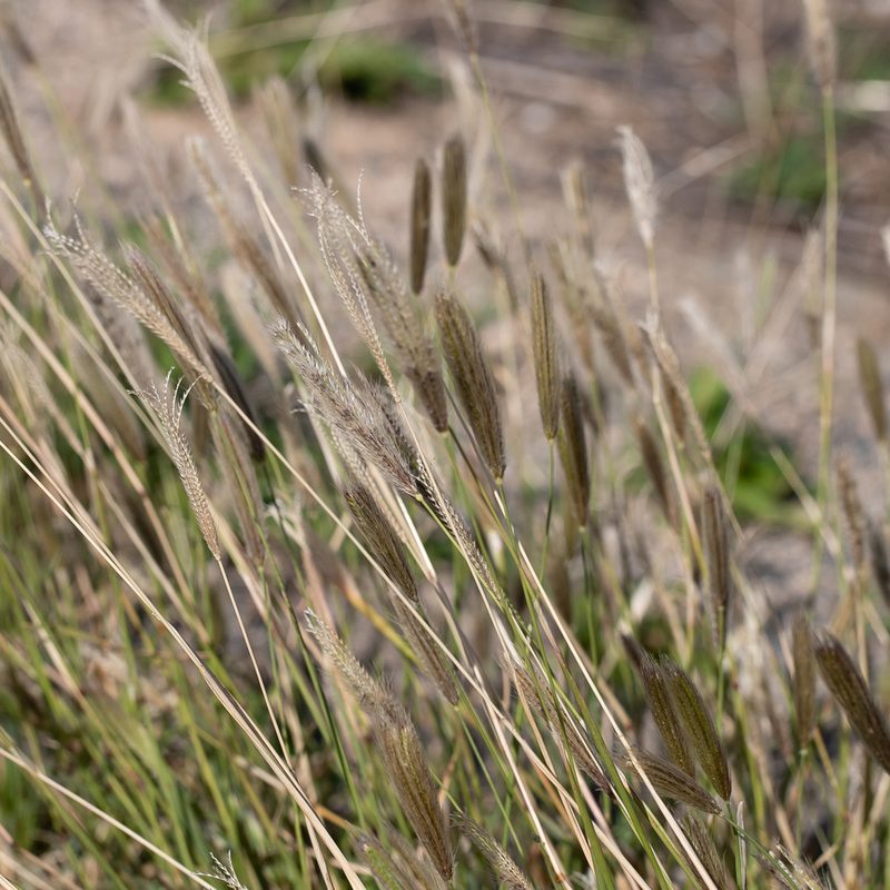 Chloris virgata, photographed by Kym Nicolson